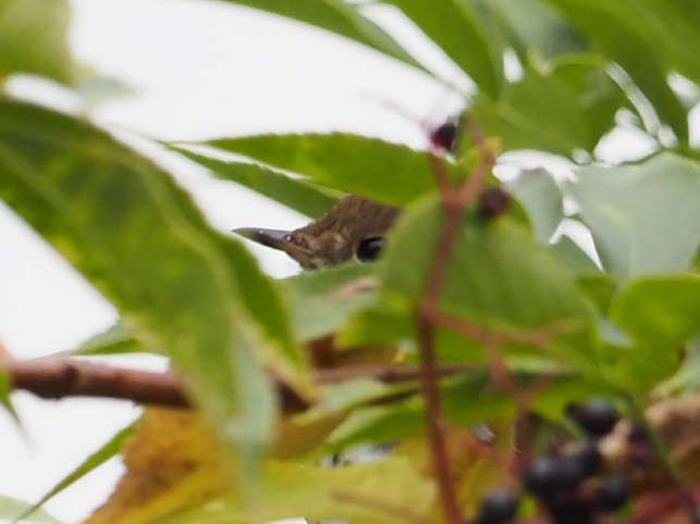 Hermit Thrush - ML643163574