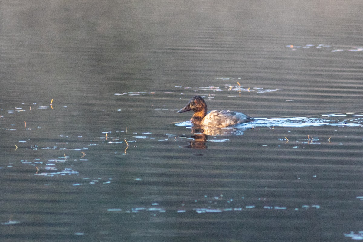 Canvasback - ML643163596