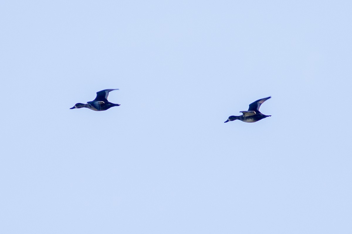 Lesser Scaup - ML643163604