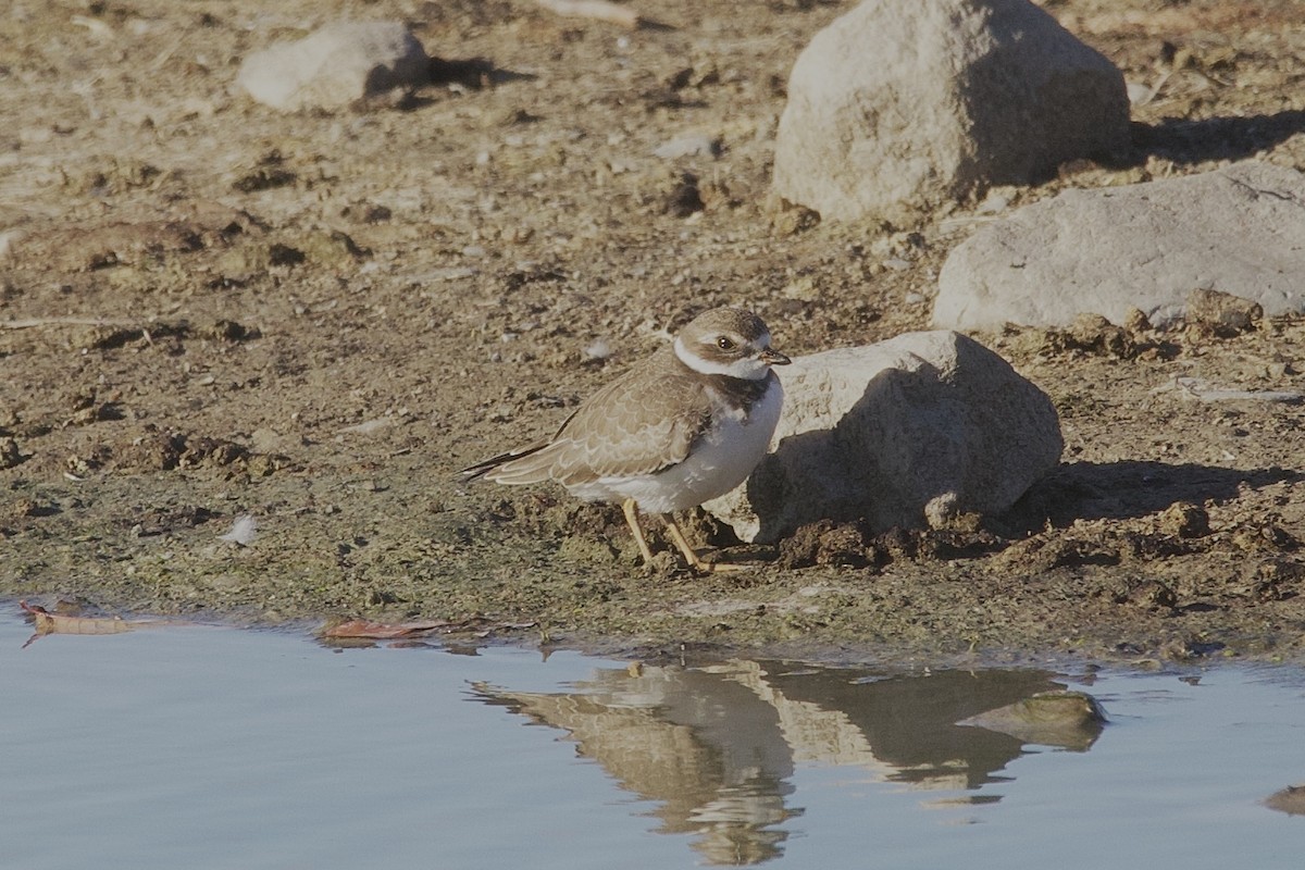 Semipalmated Plover - ML643163615