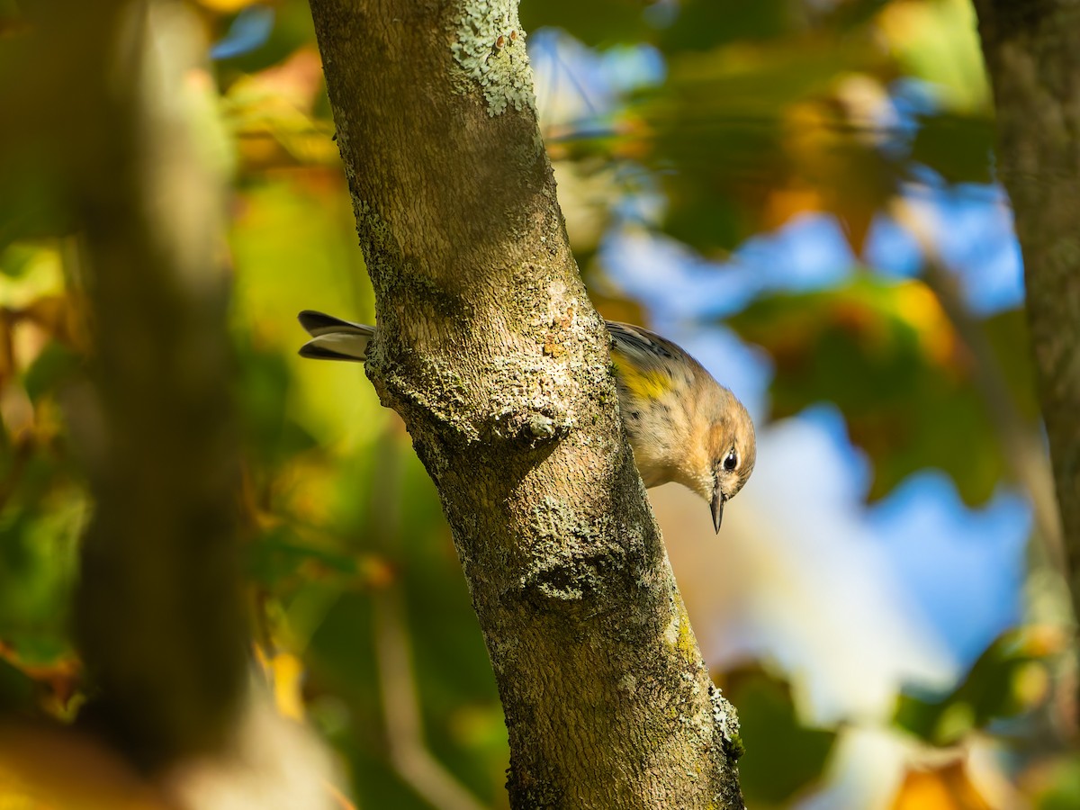 Yellow-rumped Warbler - ML643163621