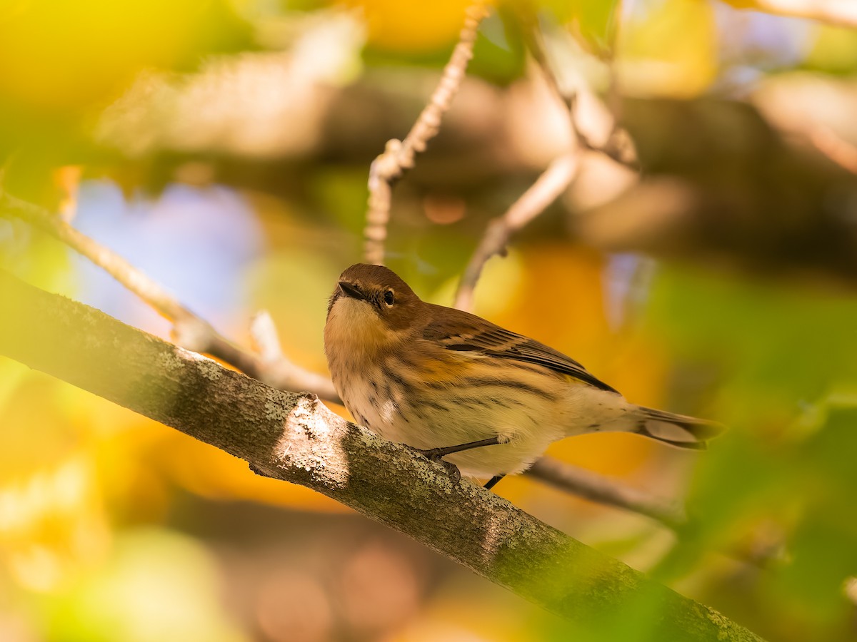 Yellow-rumped Warbler - ML643163622