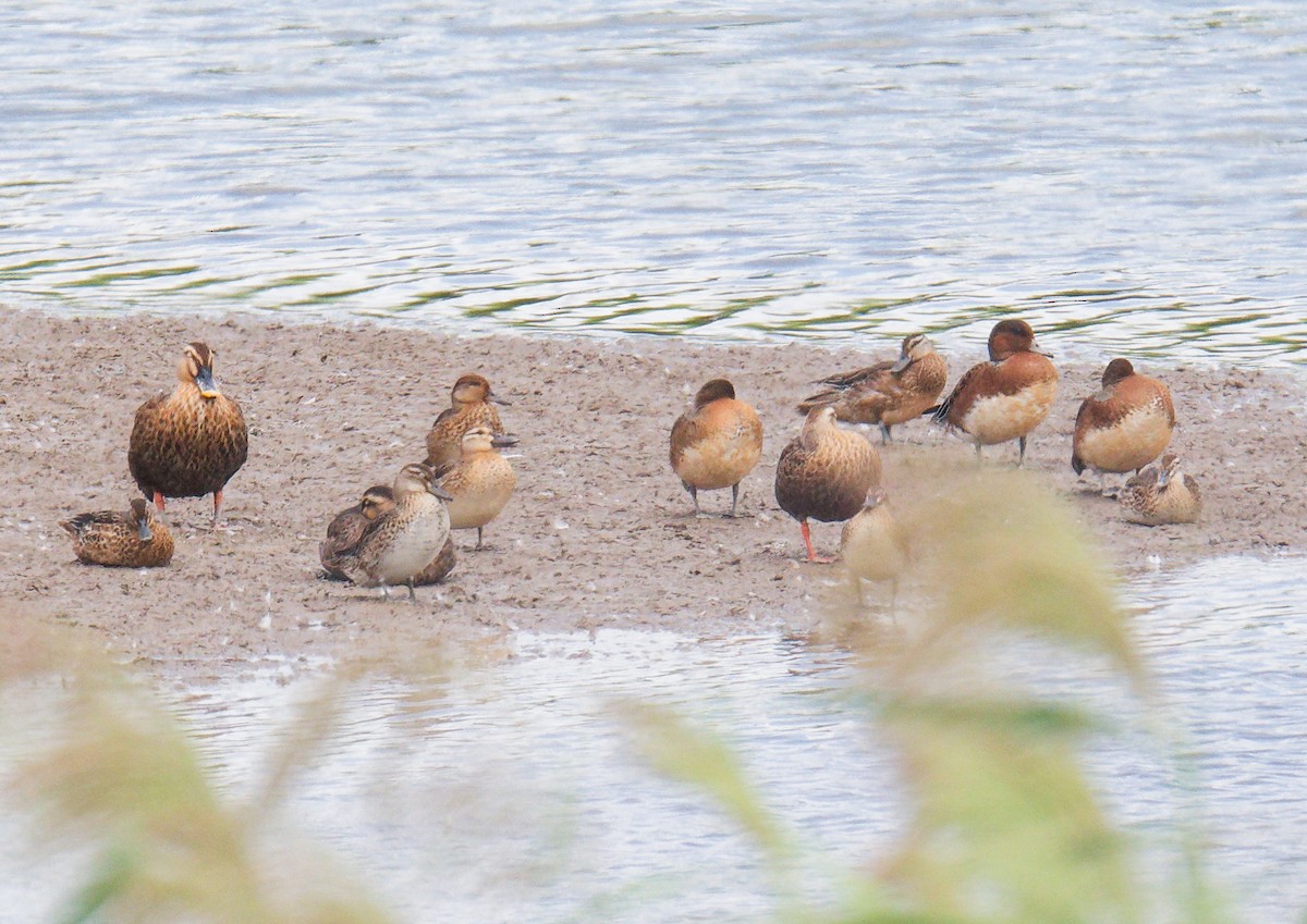 Eurasian Wigeon - ML643163630