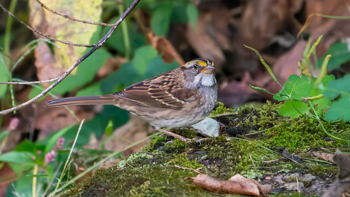White-throated Sparrow - ML643163631
