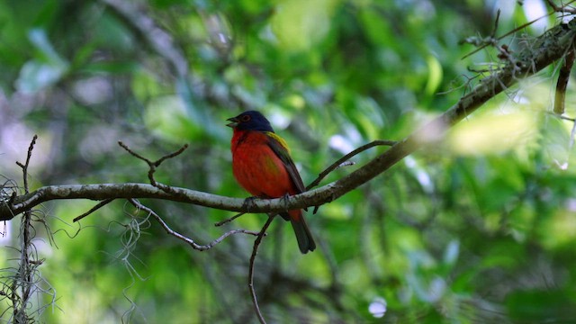 Painted Bunting - ML643163640