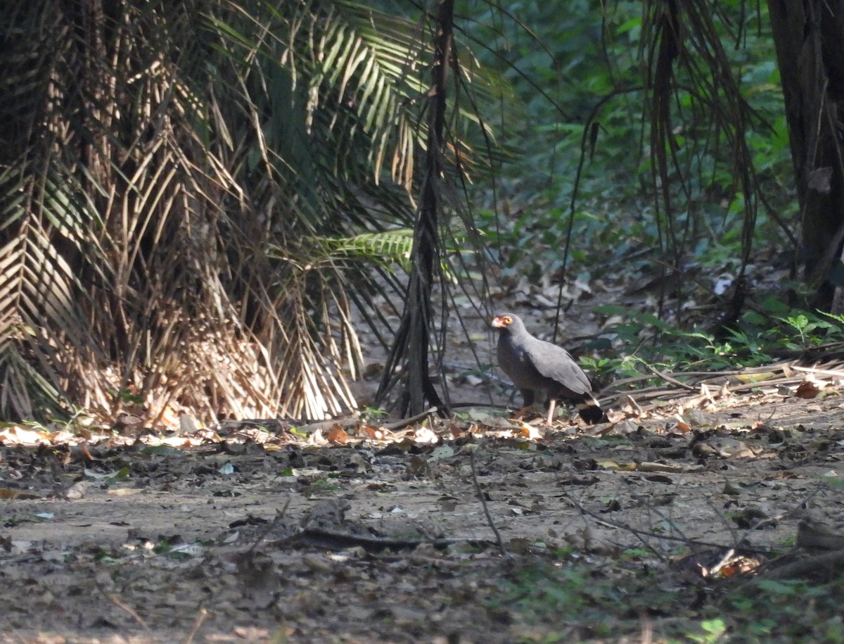 Buse ardoisée - ML643163645