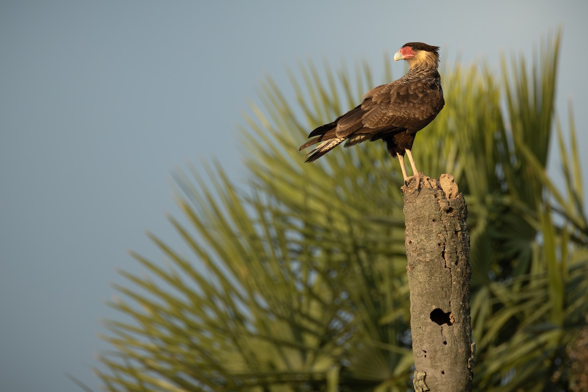 Caracara huppé - ML643163647