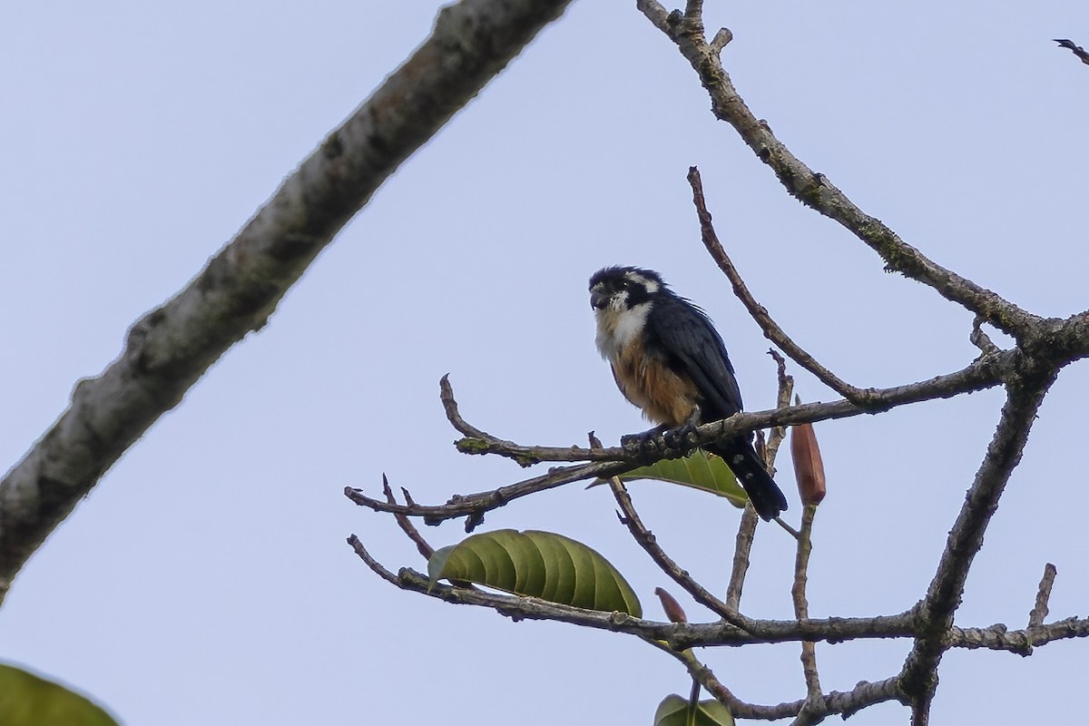 Black-thighed Falconet - ML643163657