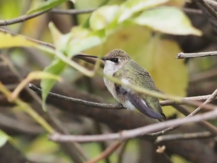 Black-chinned Hummingbird - ML643163665