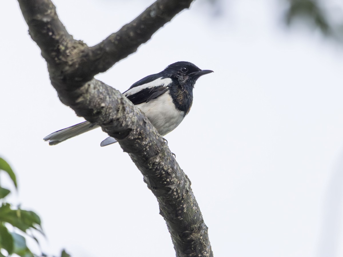 Oriental Magpie-Robin - ML643163667