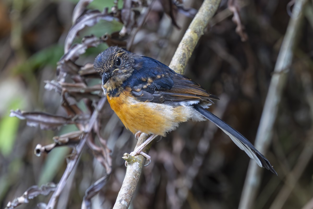 White-rumped Shama - ML643163668