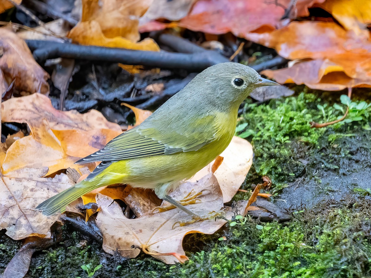 Nashville Warbler - Danielle  A