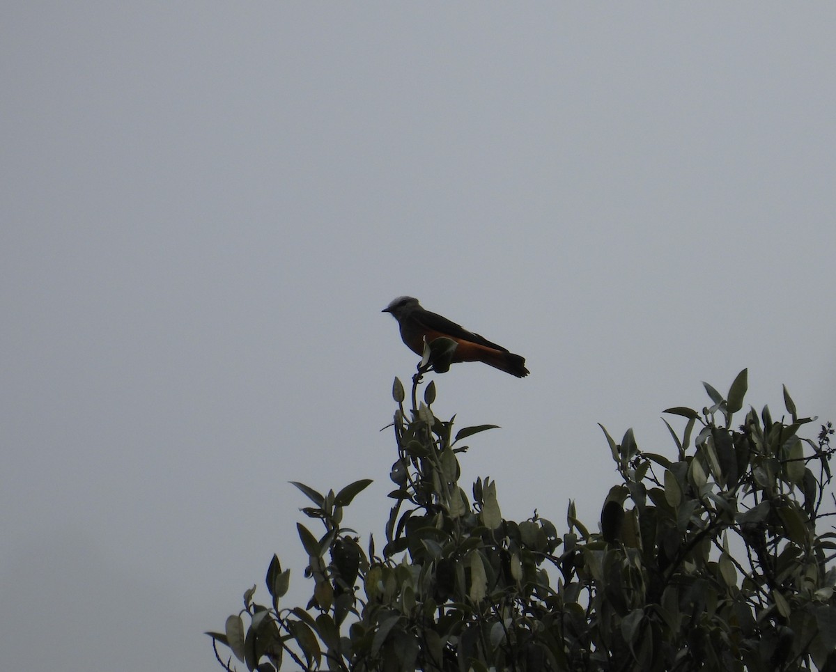 Red-rumped Bush-Tyrant - ML643163677