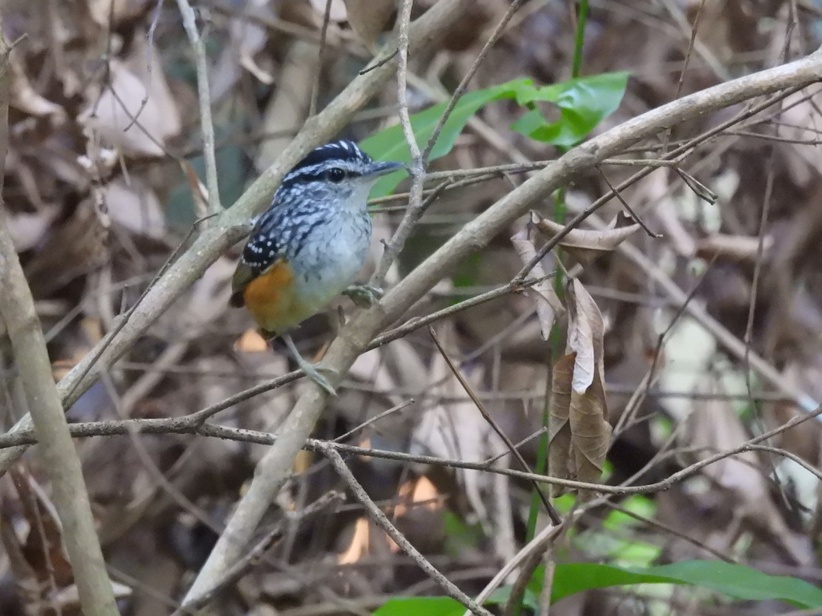 Peruvian Warbling-Antbird - ML643163714