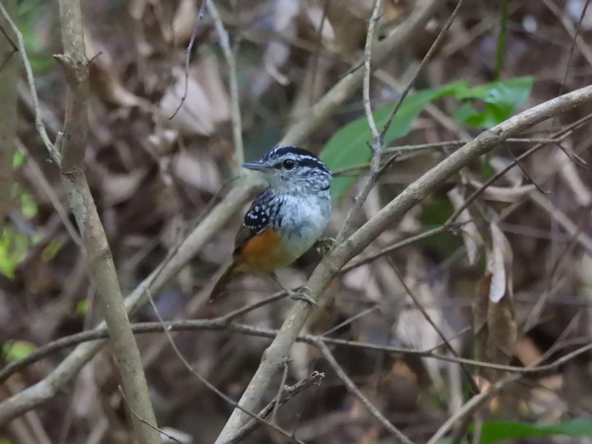Peruvian Warbling-Antbird - ML643163715