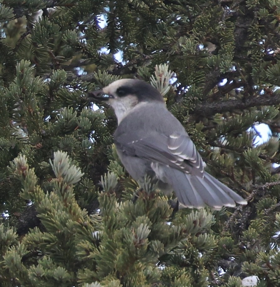 Canada Jay - ML643163716