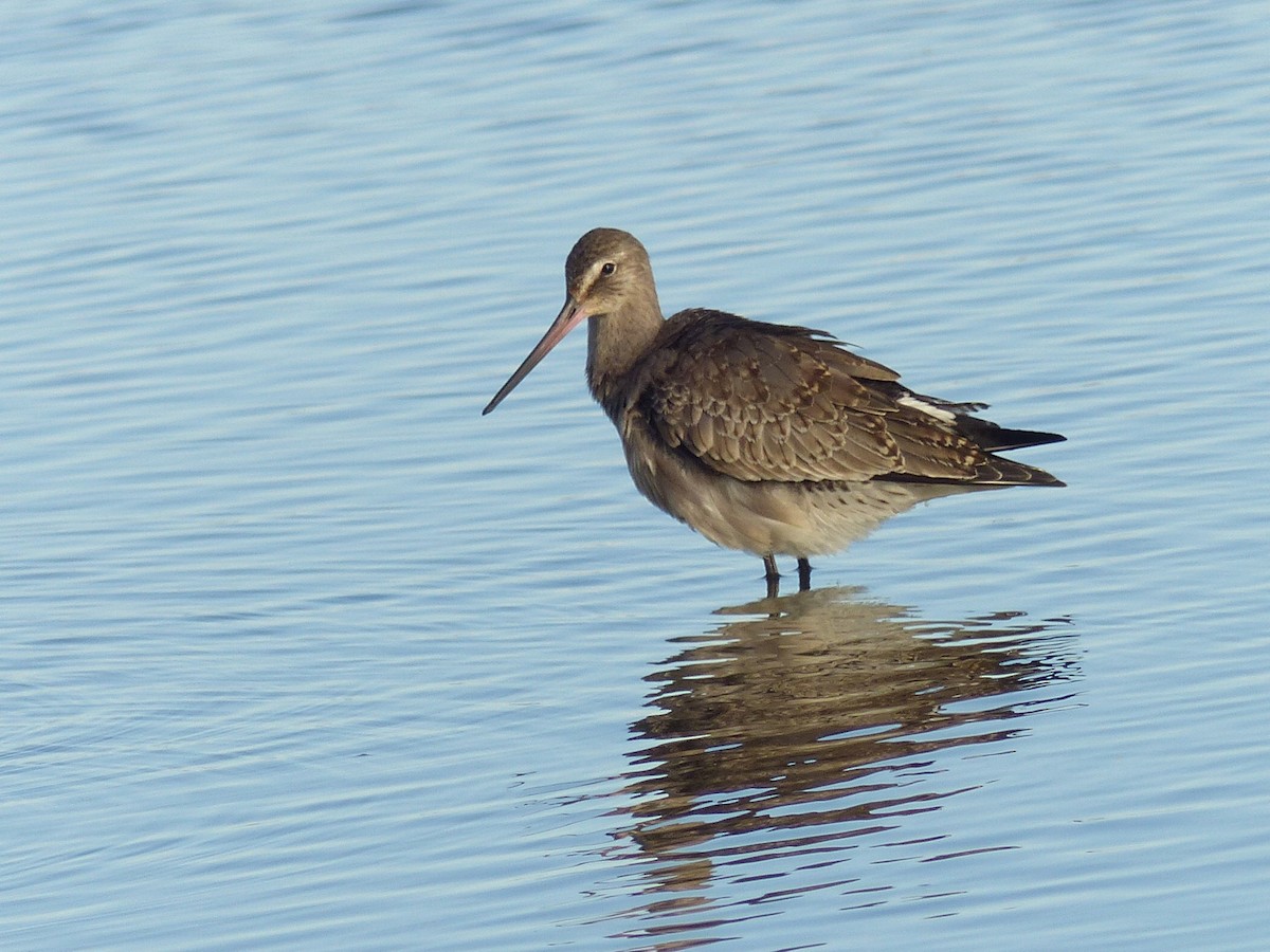 Hudsonian Godwit - ML643163721
