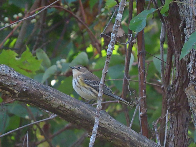 Yellow-rumped Warbler - ML643163728
