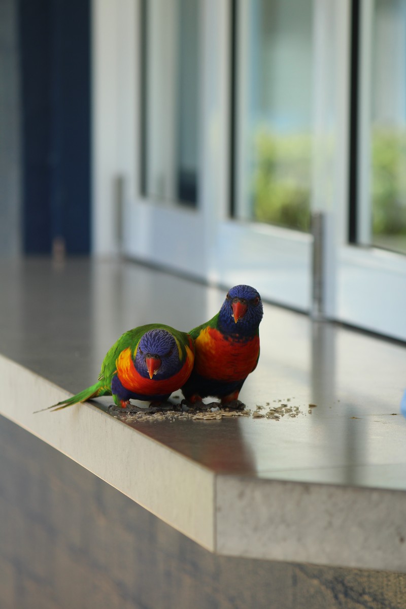 Rainbow Lorikeet - ML643163729
