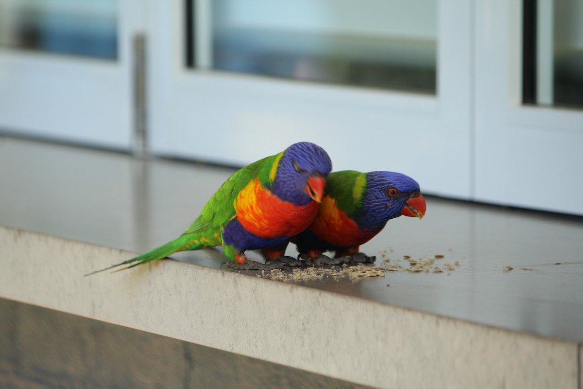 Rainbow Lorikeet - ML643163730