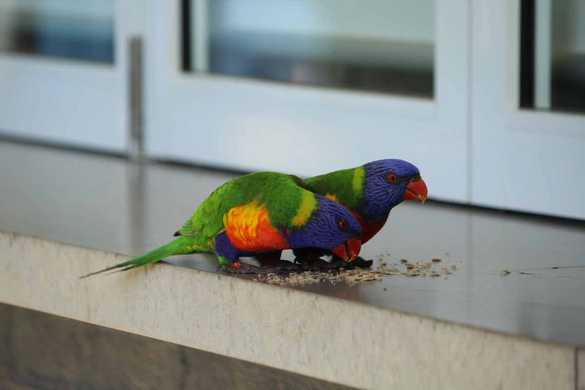 Rainbow Lorikeet - ML643163732