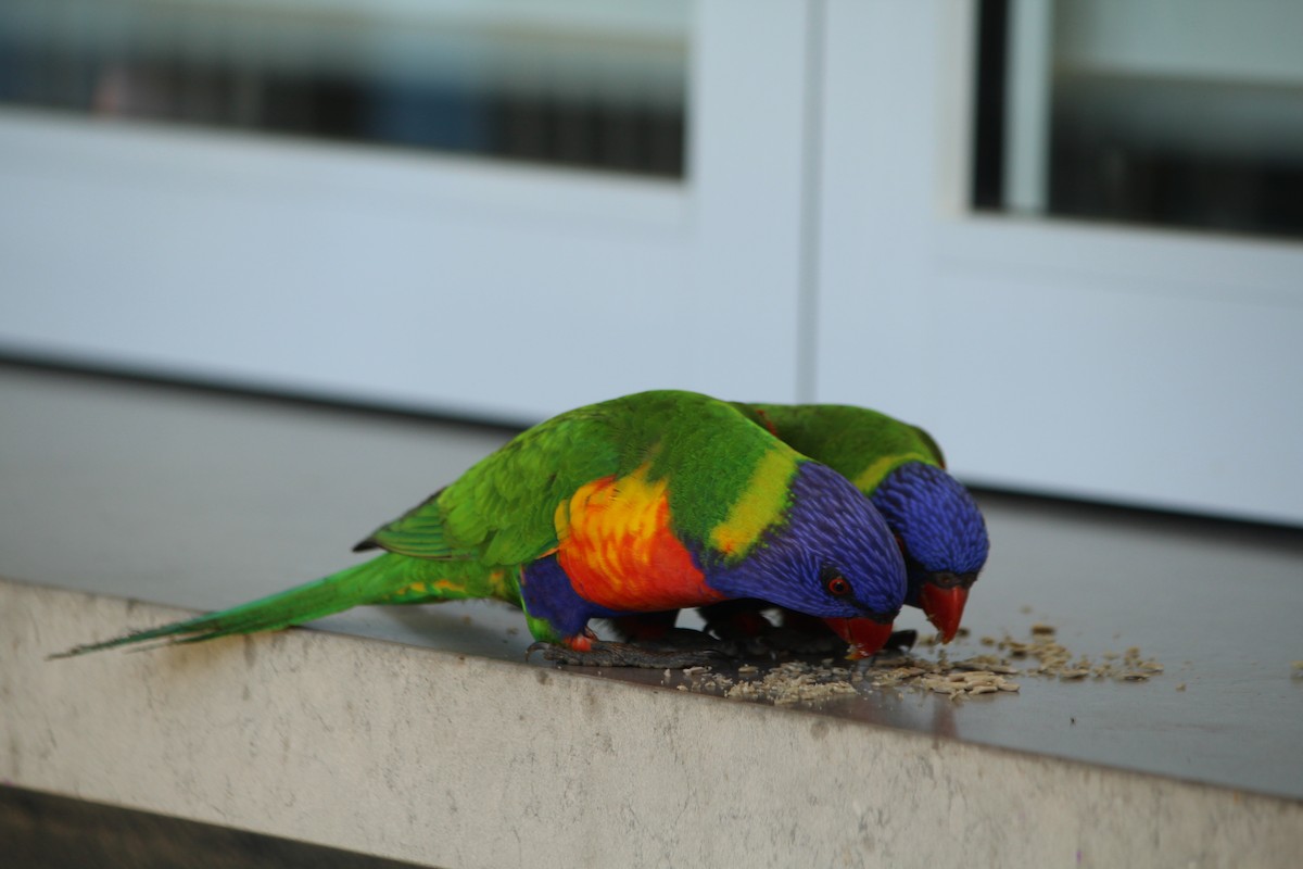 Rainbow Lorikeet - ML643163733