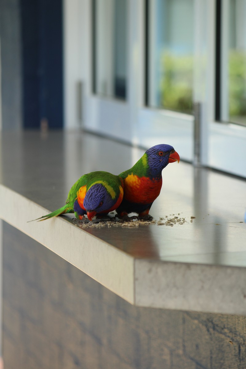 Rainbow Lorikeet - ML643163734