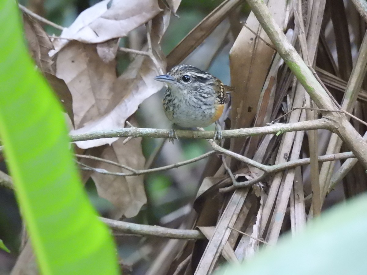 Peruvian Warbling-Antbird - ML643163737
