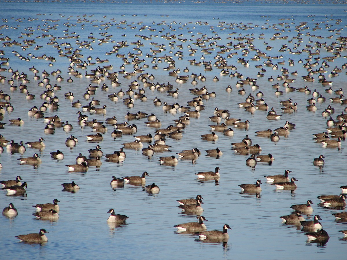 Cackling Goose - ML643163738