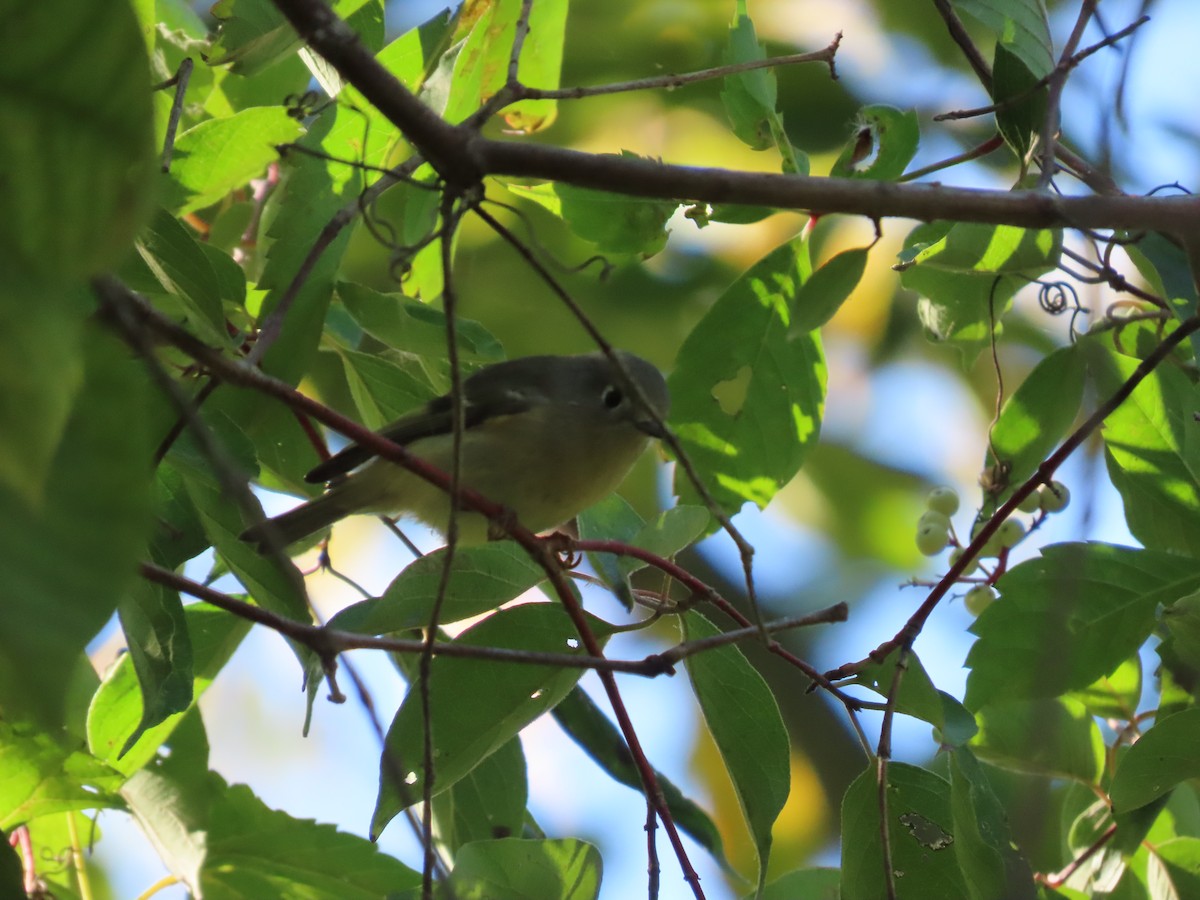 Ruby-crowned Kinglet - ML643163740