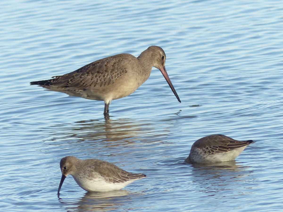 Hudsonian Godwit - ML643163747
