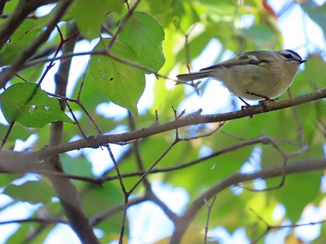 Golden-crowned Kinglet - ML643163750