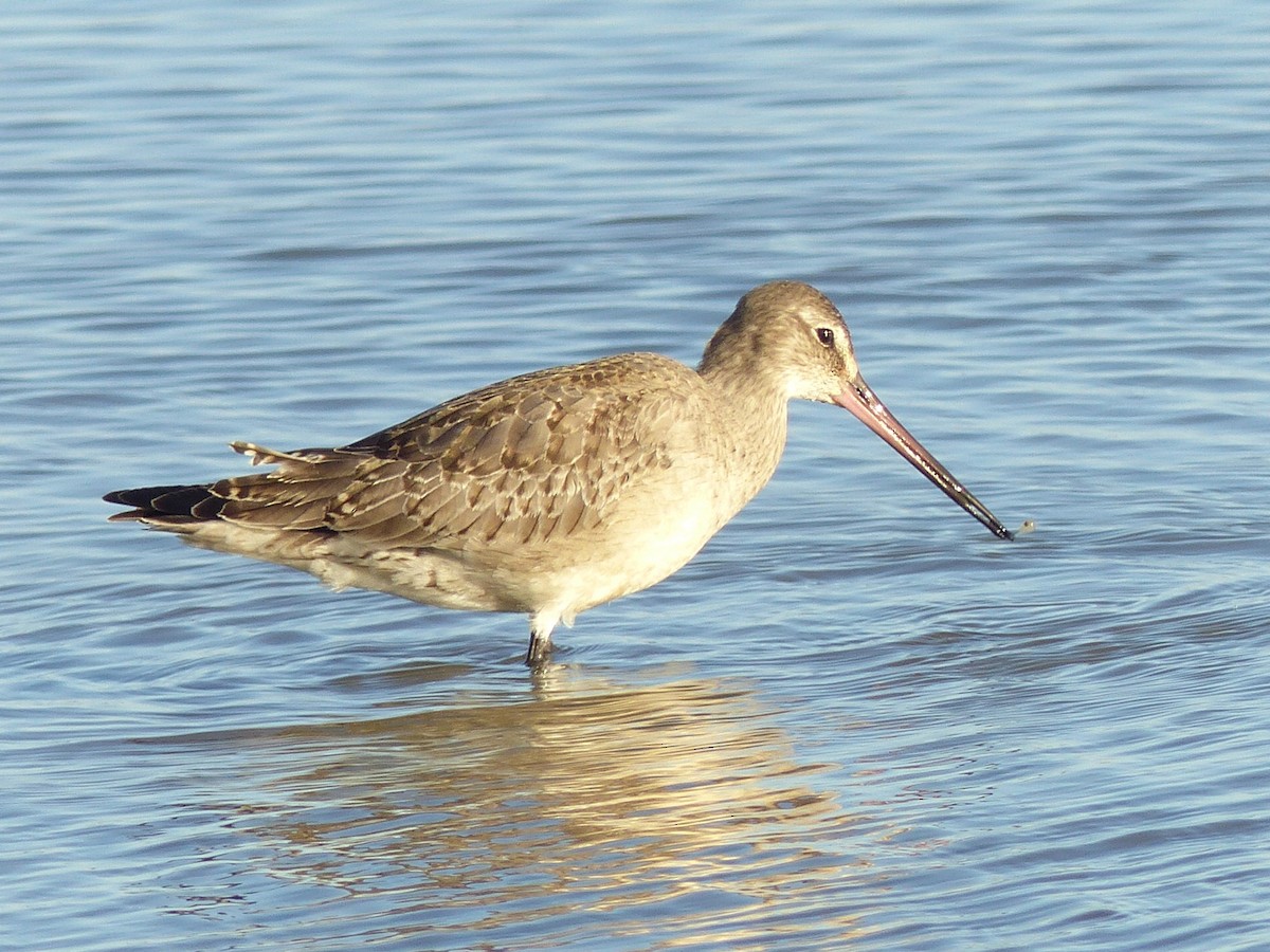 Hudsonian Godwit - ML643163763