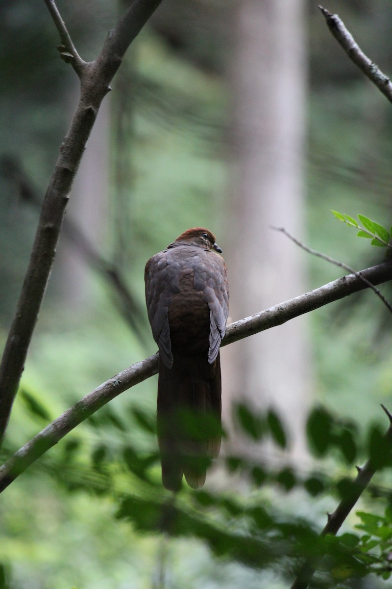 Brown Cuckoo-Dove - ML643163766