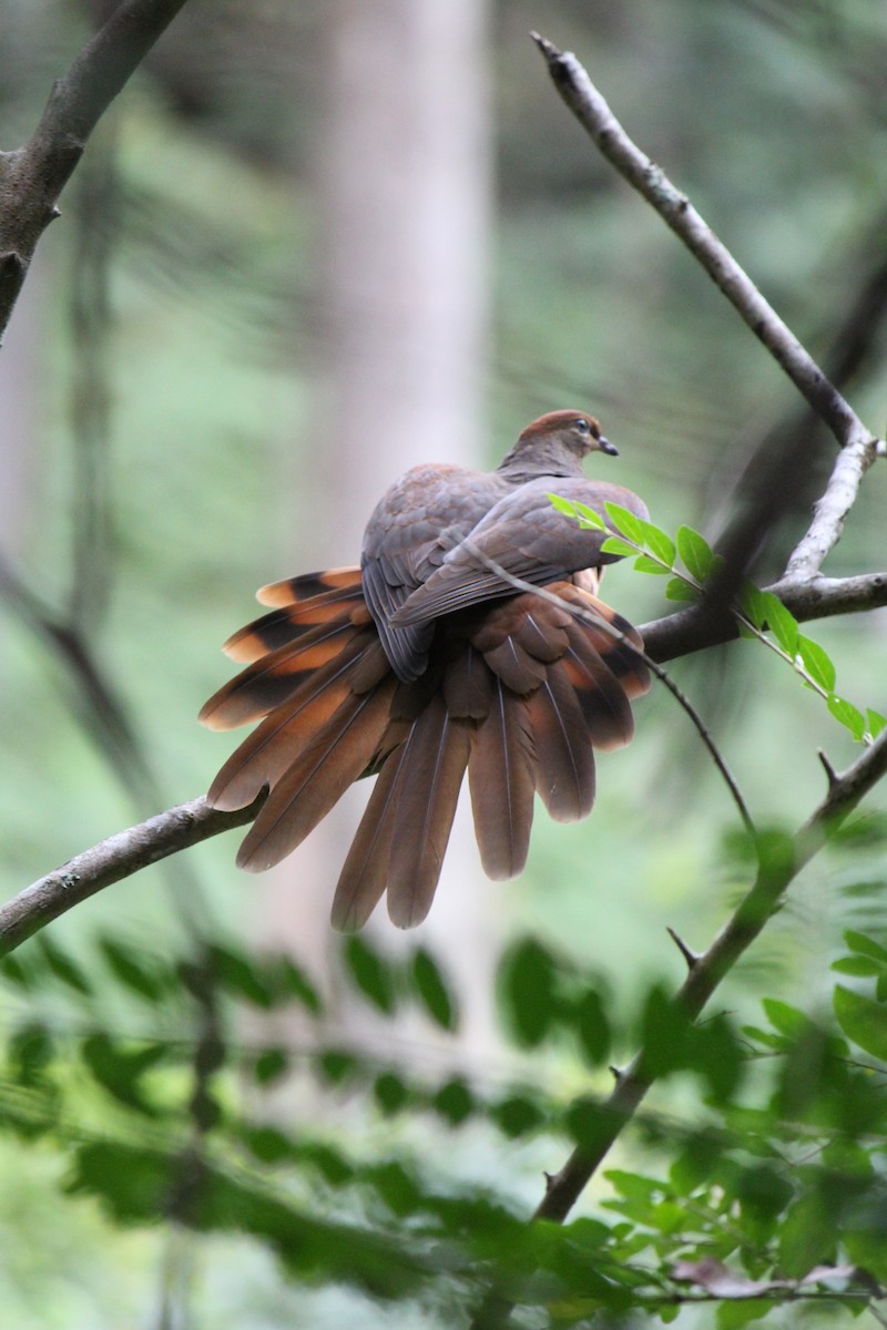 Brown Cuckoo-Dove - ML643163768