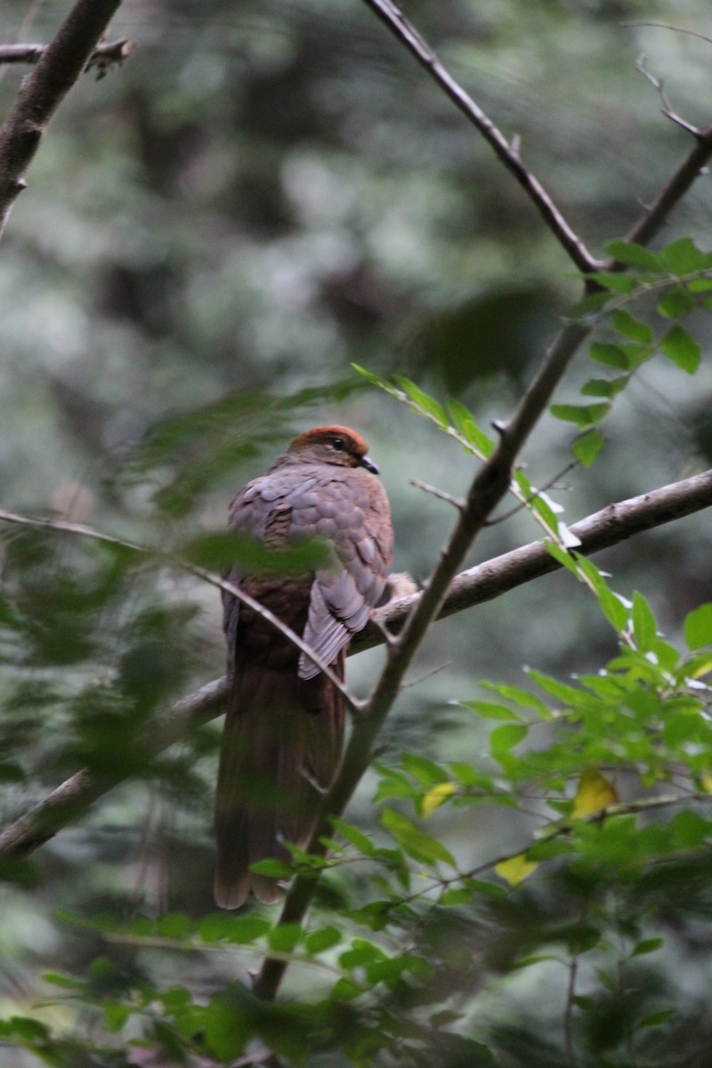 Brown Cuckoo-Dove - ML643163771