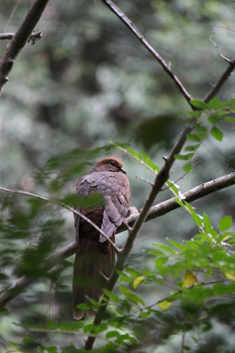 Brown Cuckoo-Dove - ML643163772