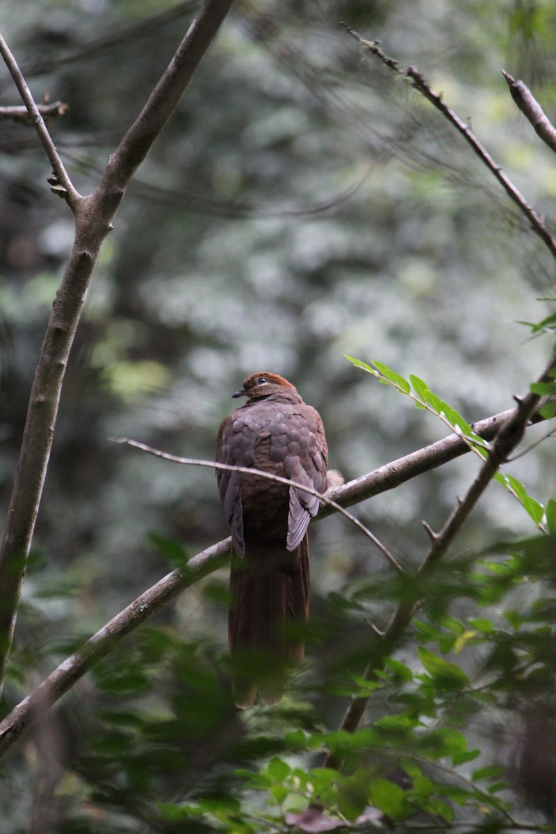 Brown Cuckoo-Dove - ML643163773