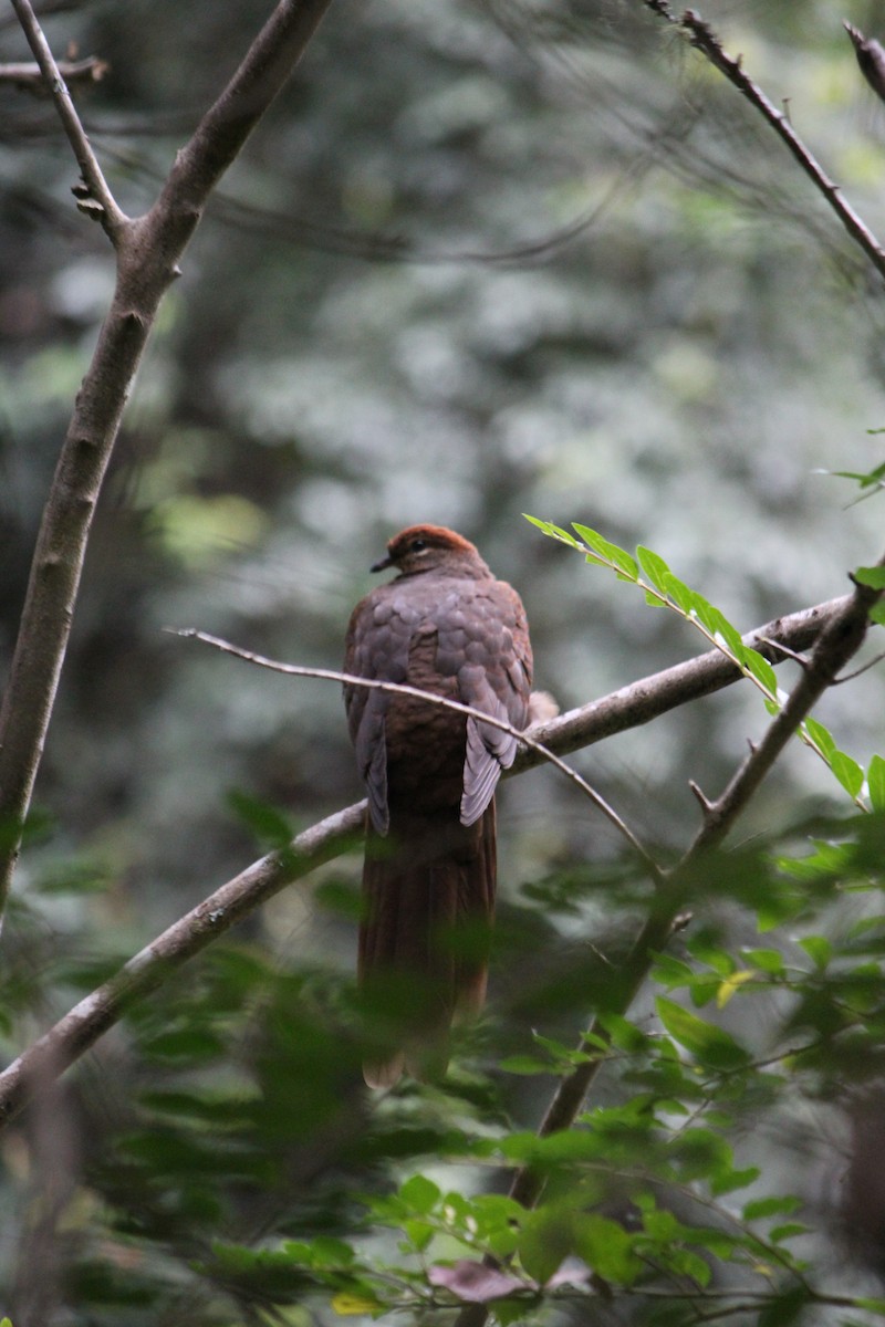 Brown Cuckoo-Dove - ML643163774