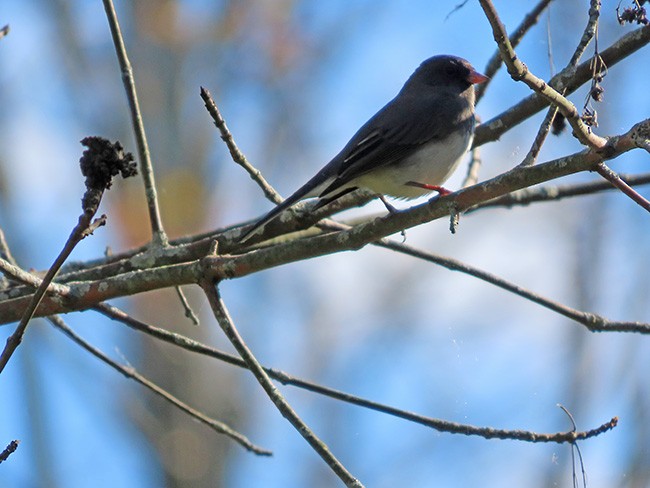 Dark-eyed Junco - ML643163776