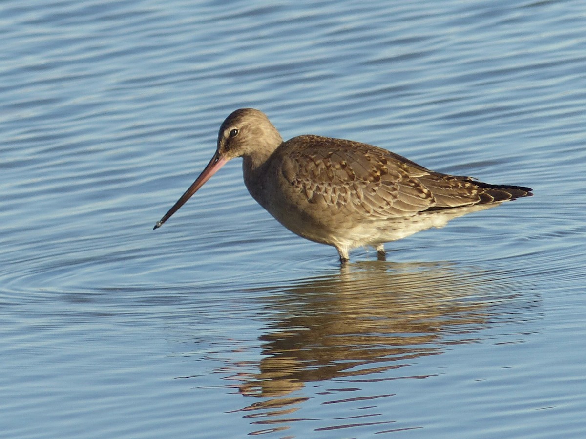 Hudsonian Godwit - ML643163789