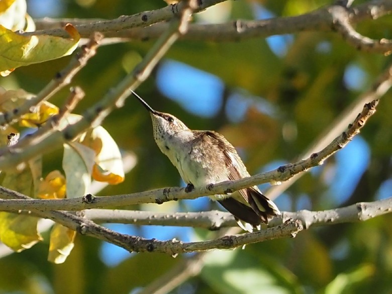 Black-chinned Hummingbird - ML643163797