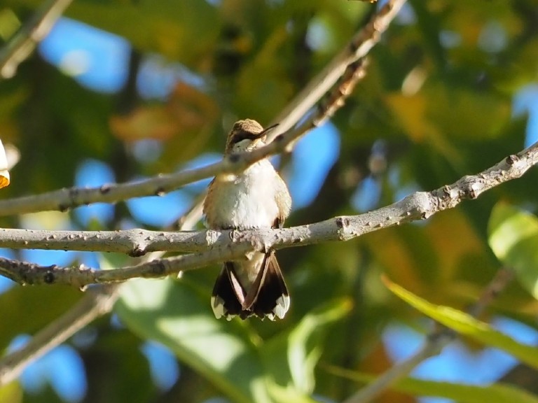 Black-chinned Hummingbird - ML643163798