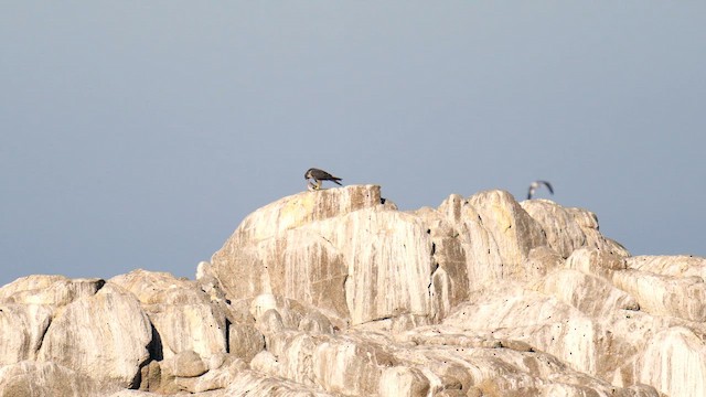 Peregrine Falcon - ML643163823