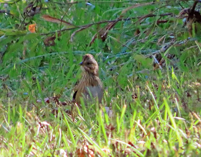 Lincoln's Sparrow - ML643163830