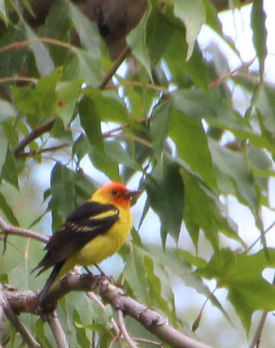 Western Tanager - ML643163841