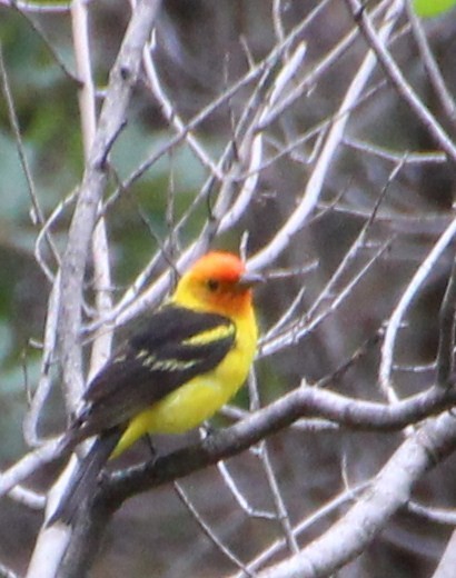 Western Tanager - ML643163842