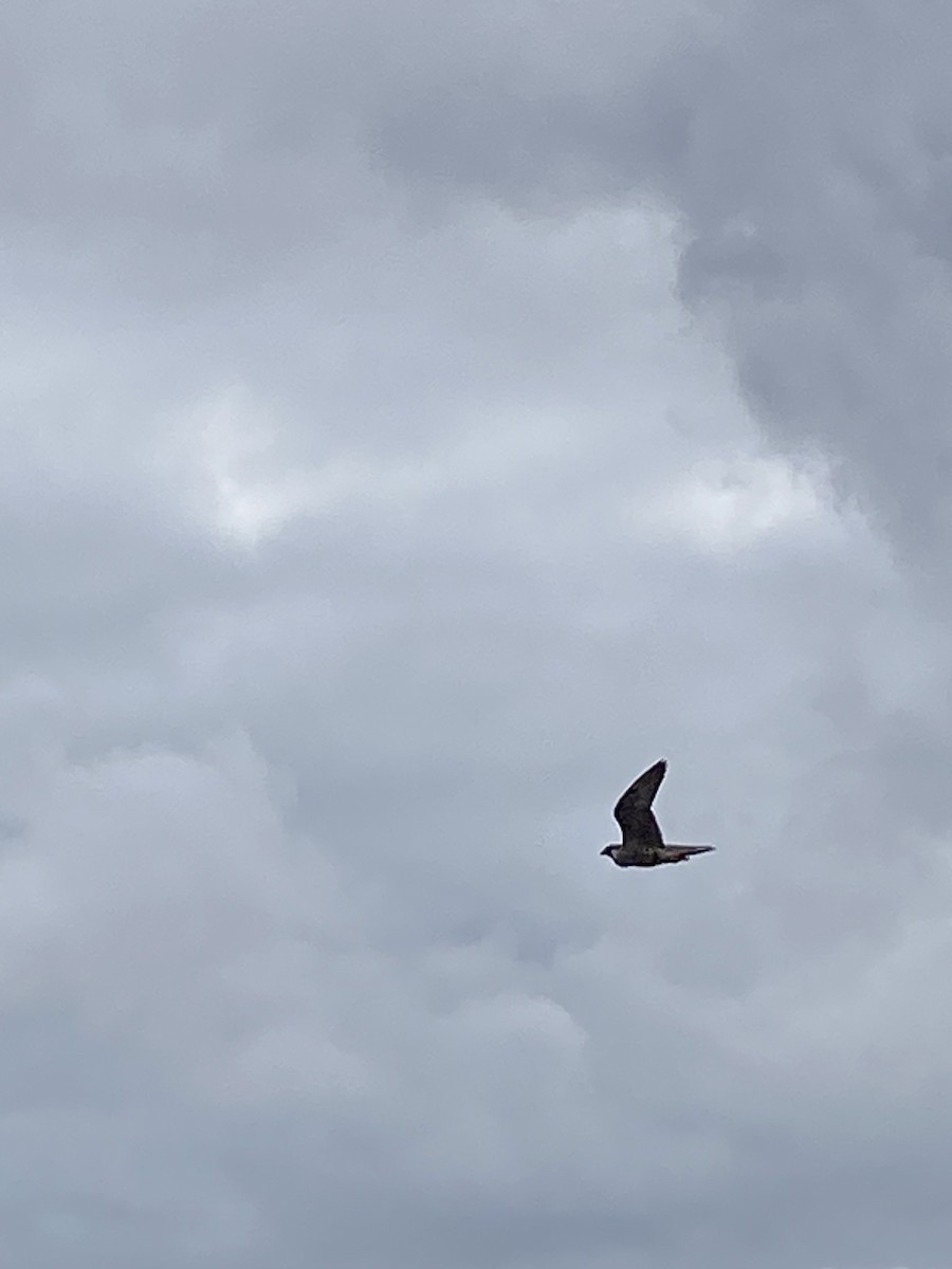 Peregrine Falcon (Tundra) - ML643163844