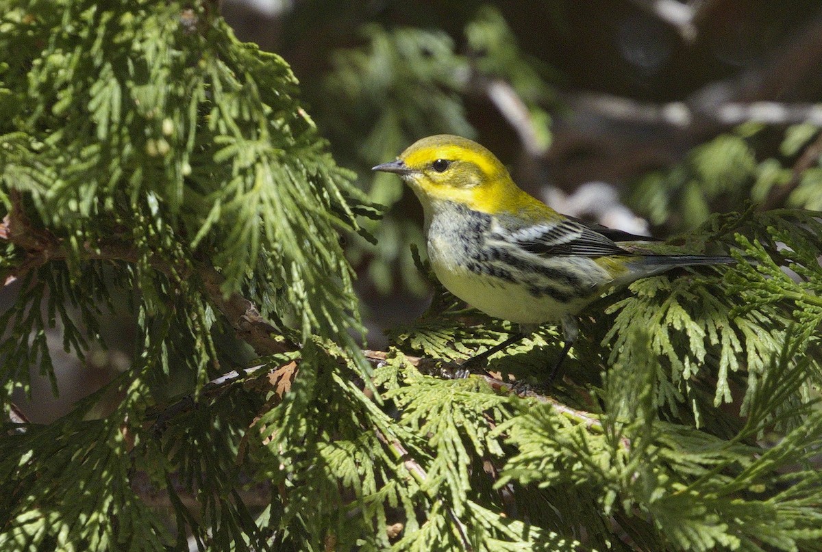 Black-throated Green Warbler - ML643163845