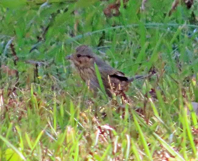 Lincoln's Sparrow - ML643163847